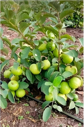 Guava Plant